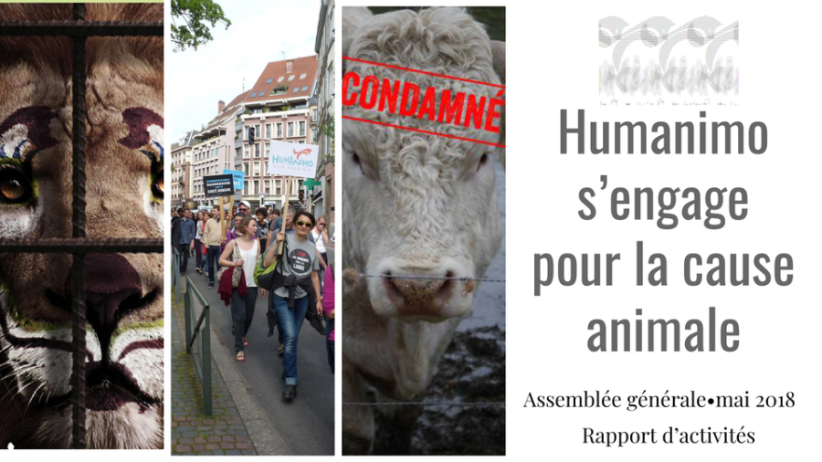 Rapport activités 2017